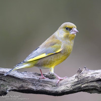 Groenling / Greenfinch - Rijssen