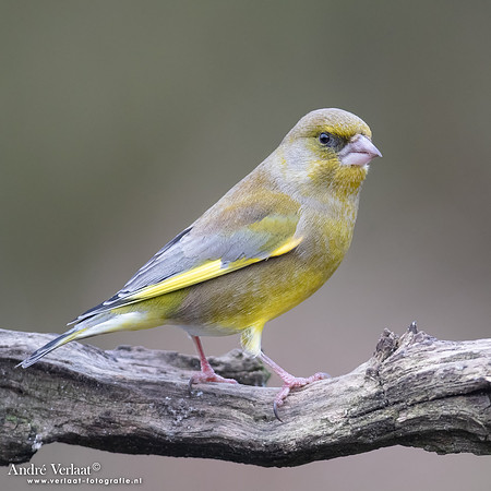Groenling / Greenfinch - Rijssen