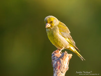 Groenling / Greenfinch - Lemelerberg