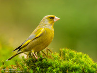 Groenling / Greenfinch - Holten