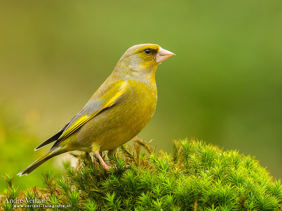 Groenling / Greenfinch - Holten
