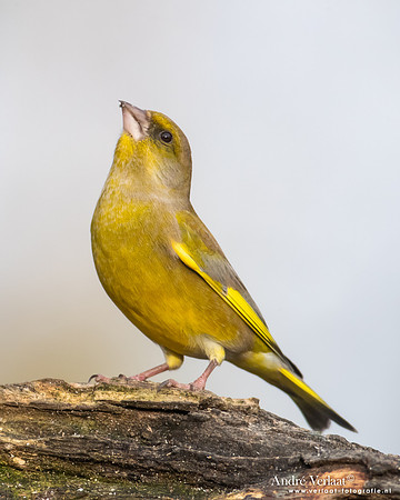 Groenling / Greenfinch - Rijssen