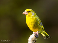 Groenling / Greenfinch - Wognum