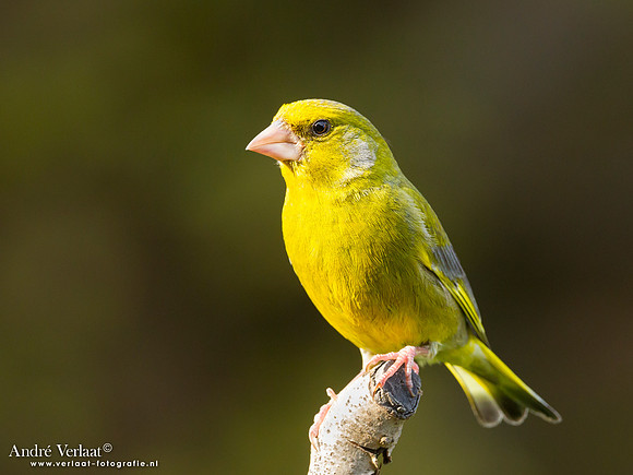 Groenling / Greenfinch - Wognum