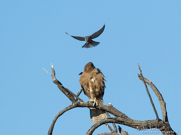Grote Bruine Valk # Wenkbrauwspitsvogel / Brown Falcon # White-browed Woodswallow - Bowra Sanctuary