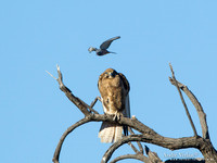 Grote Bruine Valk # Wenkbrauwspitsvogel / Brown Falcon # White-browed Woodswallow - Bowra Sanctuary