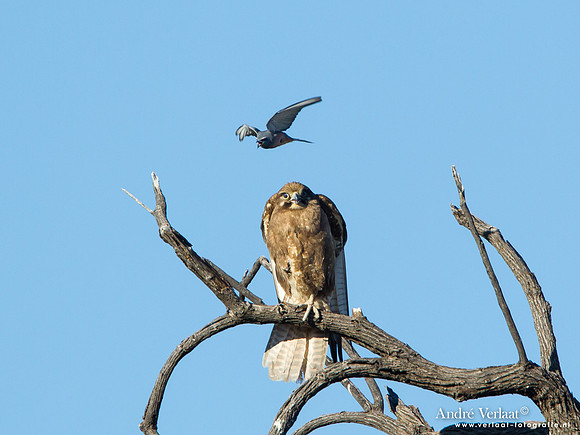 Grote Bruine Valk # Wenkbrauwspitsvogel / Brown Falcon # White-browed Woodswallow - Bowra Sanctuary