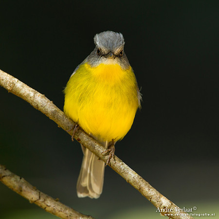 Groenstuitvliegenvanger / Eastern Yellow Robin - Bunya Mountains
