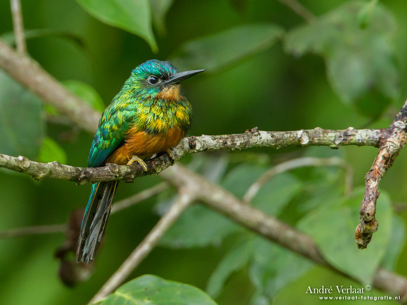 Groenstaartglansvogel / Green-tailed Jacamar - Commewijne