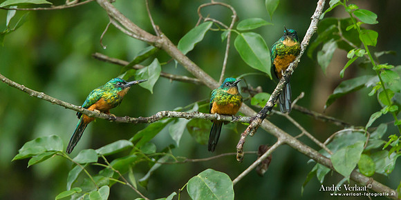 Groenstaartglansvogel / Green-tailed Jacamar - Commewijne