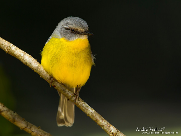 Groenstuitvliegenvanger / Eastern Yellow Robin - Bunya Mountains