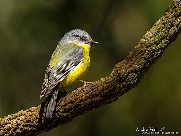 Groenstuitvliegenvanger / Eastern Yellow Robin - Bunya Mountains