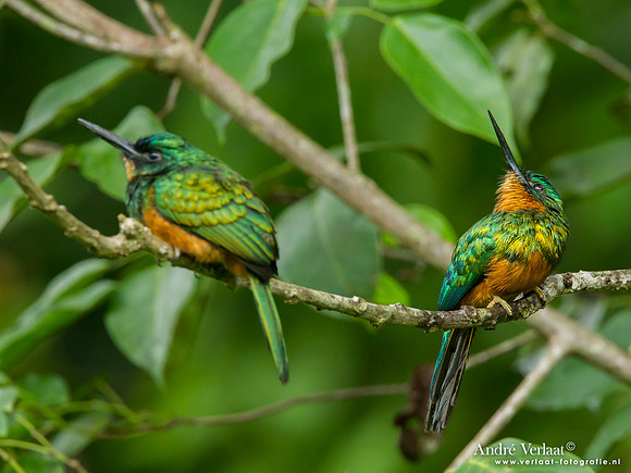 Groenstaartglansvogel / Green-tailed Jacamar - Commewijne