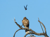 Grote Bruine Valk # Wenkbrauwspitsvogel / Brown Falcon # White-browed Woodswallow - Bowra Sanctuary