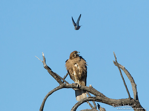 Grote Bruine Valk # Wenkbrauwspitsvogel / Brown Falcon # White-browed Woodswallow - Bowra Sanctuary