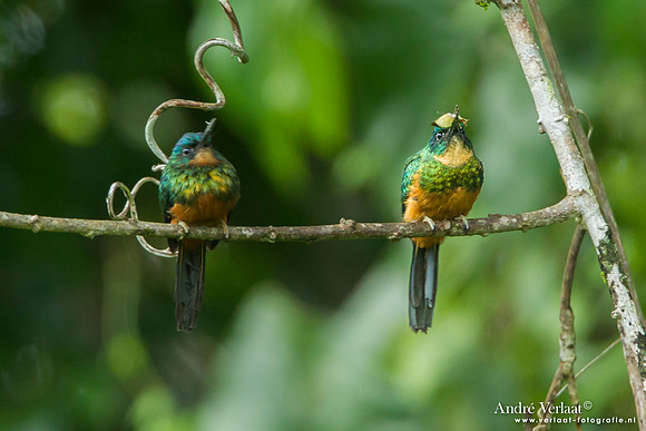 Groenstaartglansvogel / Green-tailed Jacamar - Commewijne