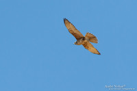 Grote Bruine Valk  / Brown Falcon - Bowra Sanctuary
