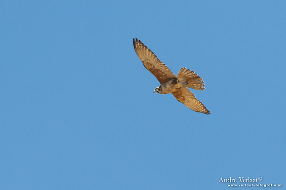 Grote Bruine Valk  / Brown Falcon - Bowra Sanctuary