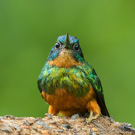 Groenstaartglansvogel / Green-tailed Jacamar - Commewijne