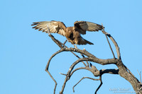 Grote Bruine Valk  / Brown Falcon - Bowra Sanctuary
