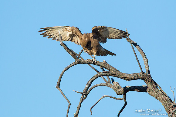 Grote Bruine Valk  / Brown Falcon - Bowra Sanctuary