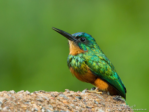 Groenstaartglansvogel / Green-tailed Jacamar - Commewijne