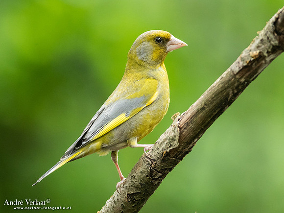Groenling / Greenfinch - Oss