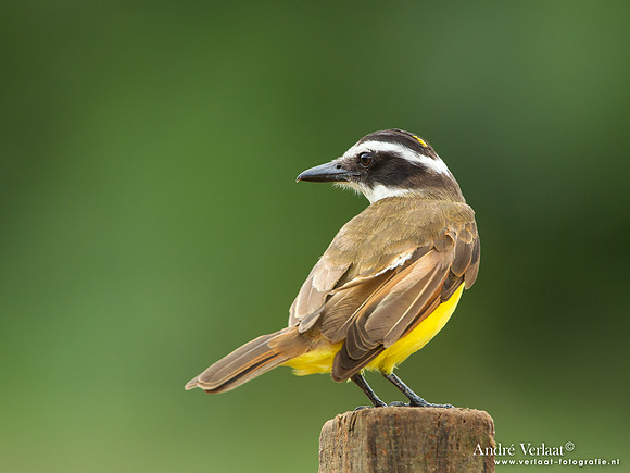 Grote Kiskadie / Great Kiskadee - Commewijne