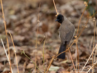 Driekleurbuulbuul / Dark-capped Bulbul - South Luangwa NP
