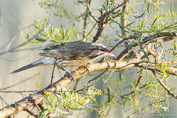 Goudkeelhoningeter / Spiny-cheeked Honeyeater - Bowra Sanctuary