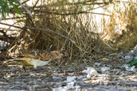 Grijsnekprieelvogel / Spotted Bowerbird - Bowra Sanctuary