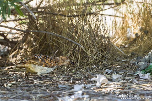 Grijsnekprieelvogel / Spotted Bowerbird - Bowra Sanctuary