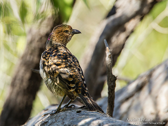Grijsnekprieelvogel / Spotted Bowerbird - Bowra Sanctuary