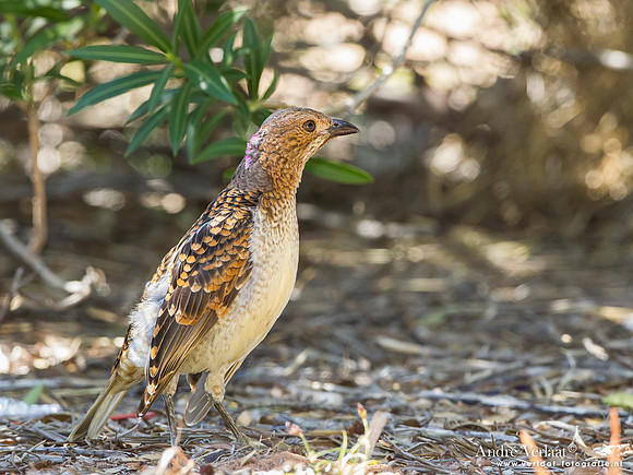 Grijsnekprieelvogel / Spotted Bowerbird - Bowra Sanctuary