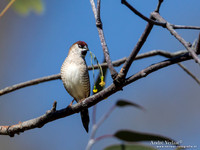 Ceresamadine / Plum-headed Finch - Bowra Sanctuary