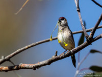 Ceresamadine / Plum-headed Finch - Bowra Sanctuary