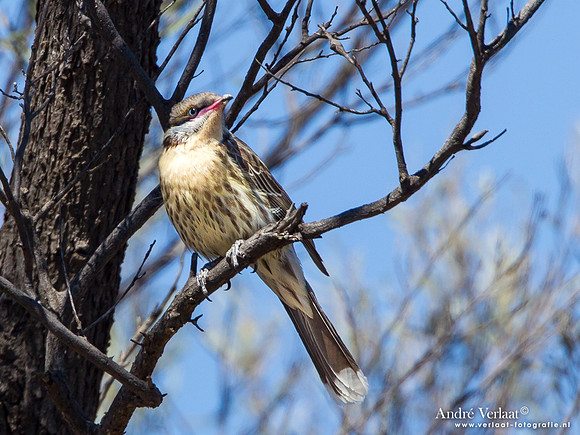 Goudkeelhoningeter / Spiny-cheeked Honeyeater - Bowra Sanctuary
