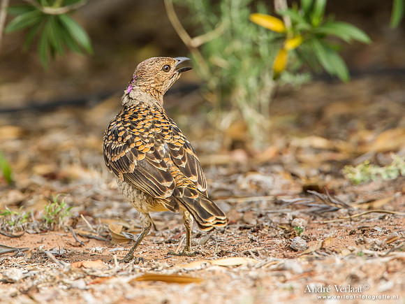 Grijsnekprieelvogel / Spotted Bowerbird - Bowra Sanctuary