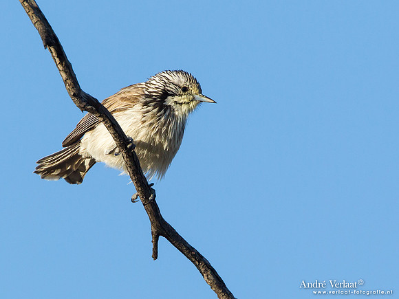 Gestreepte Honingeter / Striped Honeyeater - Bowra Sanctuary