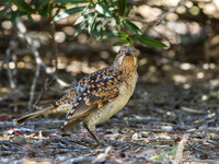Grijsnekprieelvogel / Spotted Bowerbird - Bowra Sanctuary
