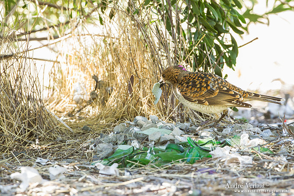 Grijsnekprieelvogel / Spotted Bowerbird - Bowra Sanctuary