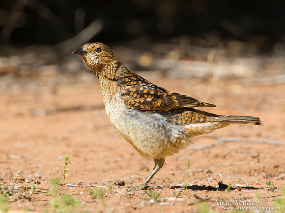 Grijsnekprieelvogel / Spotted Bowerbird - Bowra Sanctuary