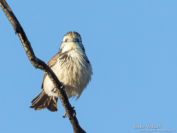 Gestreepte Honingeter / Striped Honeyeater - Bowra Sanctuary