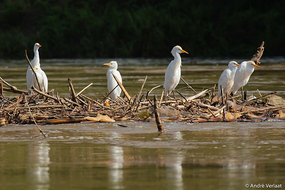 Koereiger / Cattle Egret - Boca Tapada