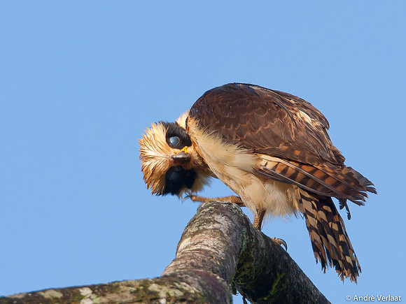 Lachvalk / Laughing Falcon - Boca Tapada