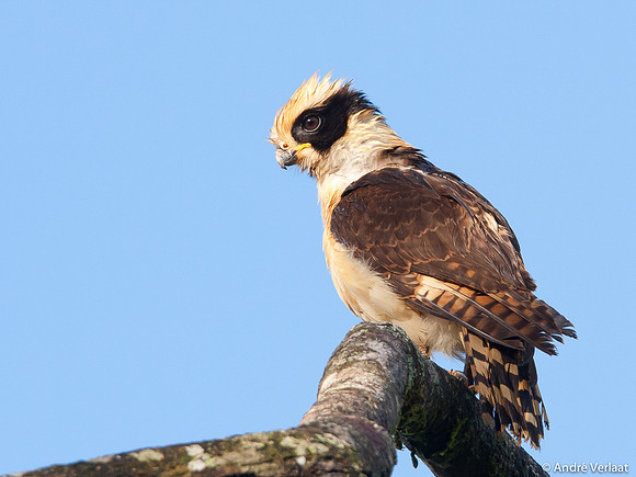 Lachvalk / Laughing Falcon - Boca Tapada