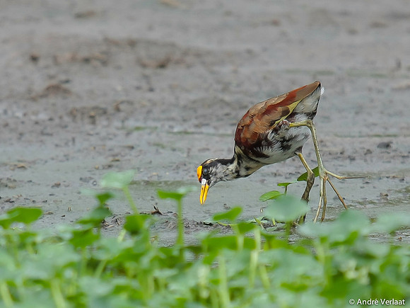 Jacana / Nothren Jacana - Boca Tapada
