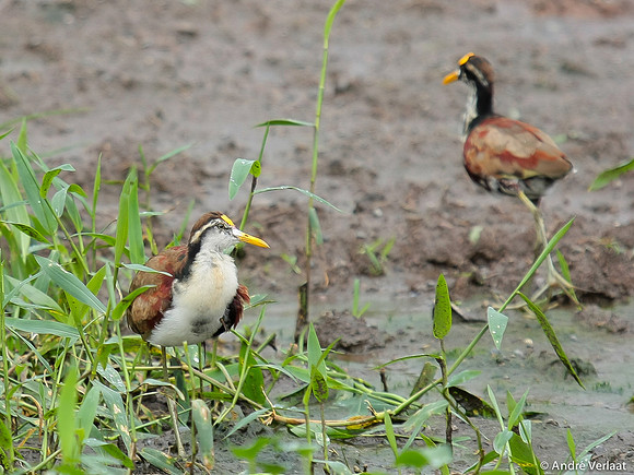 Jacana / Nothren Jacana - Boca Tapada