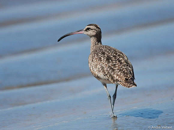 Regenwulp / Wimbrel - Tamarindo