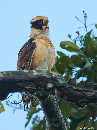 Lachvalk / Laughing Falcon - Boca Tapada